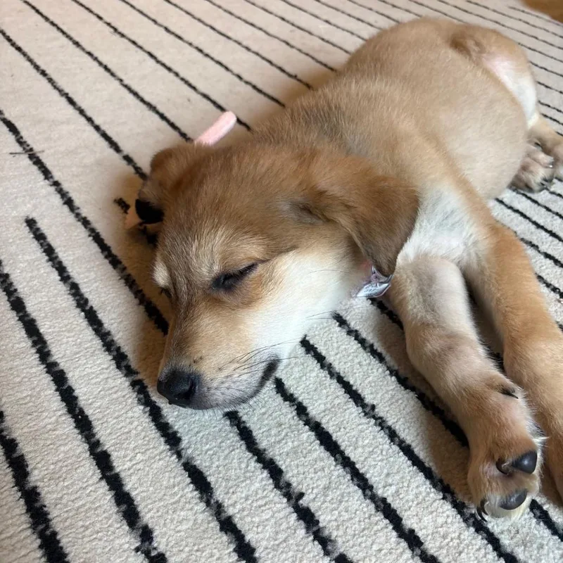 Cinnamon thumbnail 2