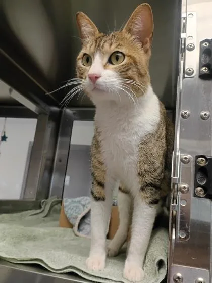 An adult medium-sized male Domestic Short Hair cat named Curtis for adoption in West Chester, PA