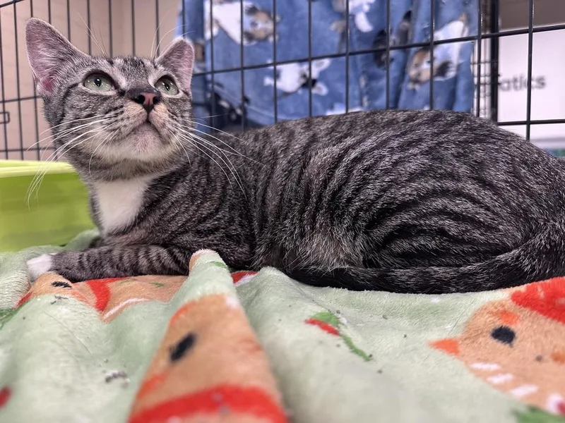 An adult medium-sized female Gray / Blue / Silver Domestic Short Hair cat named Allyson for adoption in Panama City Beach, FL