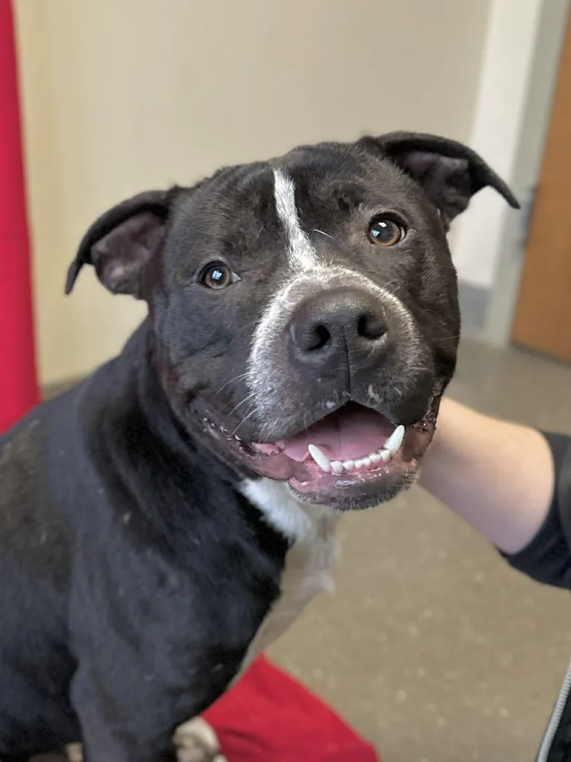 Costello thumbnail 2