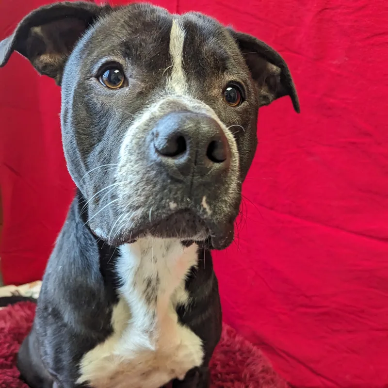 Costello thumbnail 3