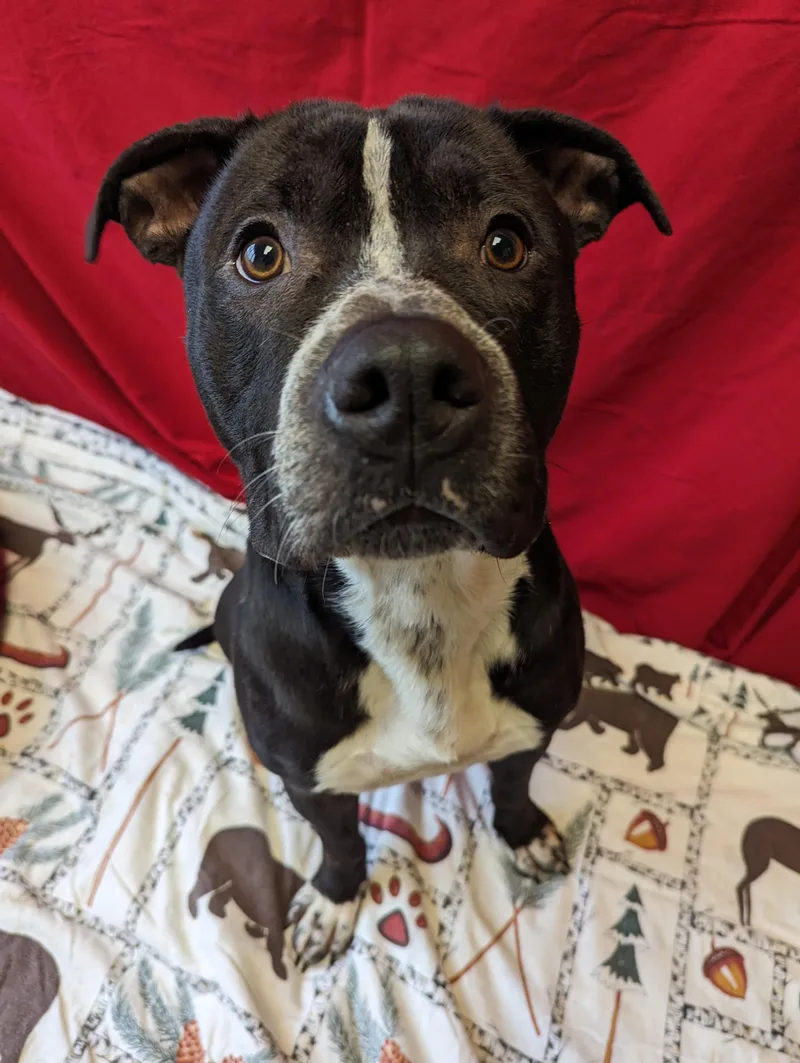 Costello thumbnail 4