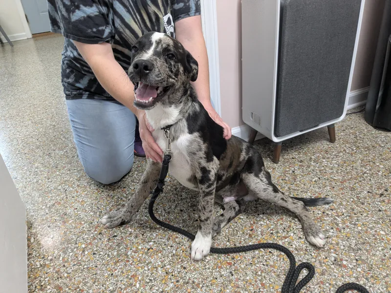 A young medium-sized male Merle (Blue) Catahoula Leopard Dog dog named Caspian for adoption in Fairhope, AL