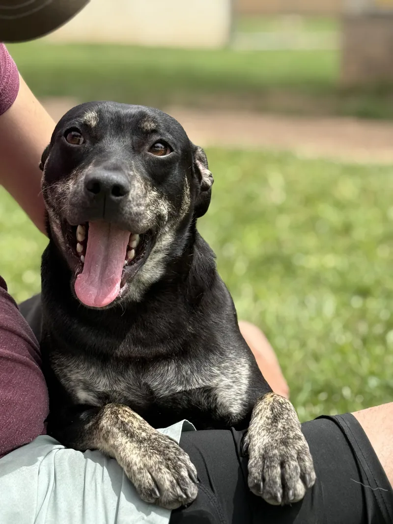 A young medium-sized male Black Australian Cattle Dog / Blue Heeler dog named Angus for adoption in Blue Springs, MO