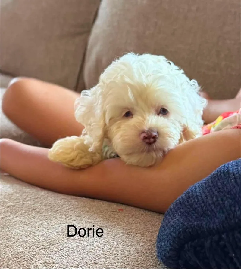 A baby small-sized female White / Cream Cockapoo dog named Dorie for adoption in St. Clairsville, OH