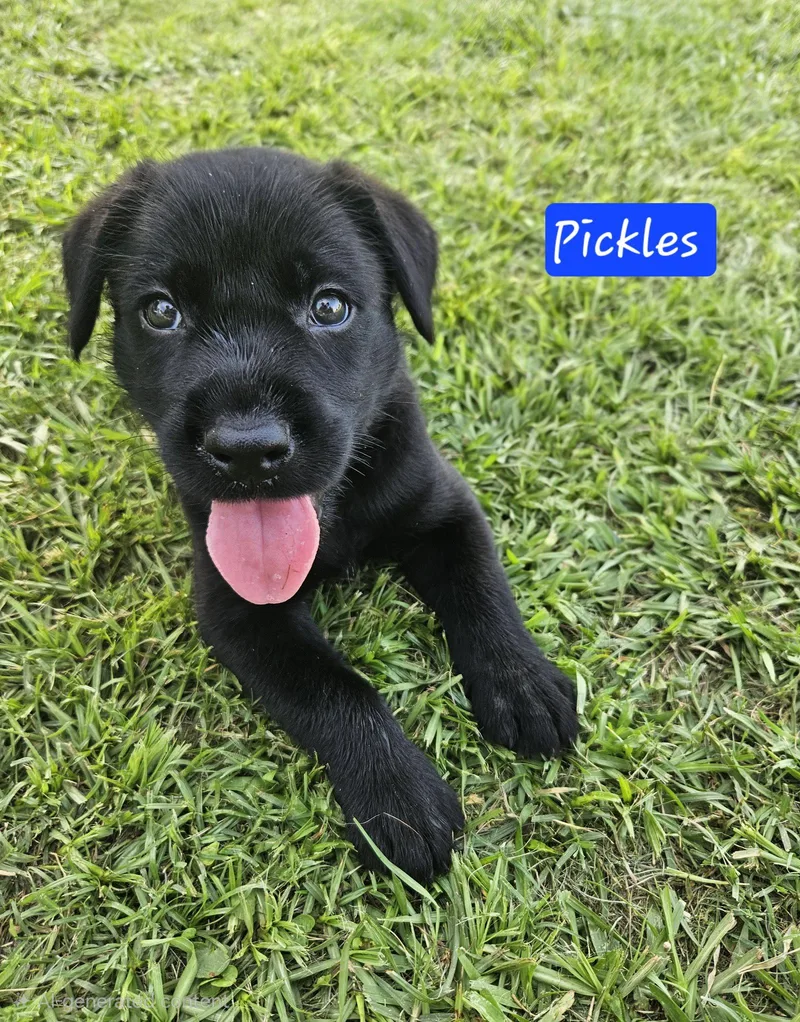 A baby medium-sized male Labrador Retriever dog named Pickles  Ready to for adoption in Oakhurst, NJ