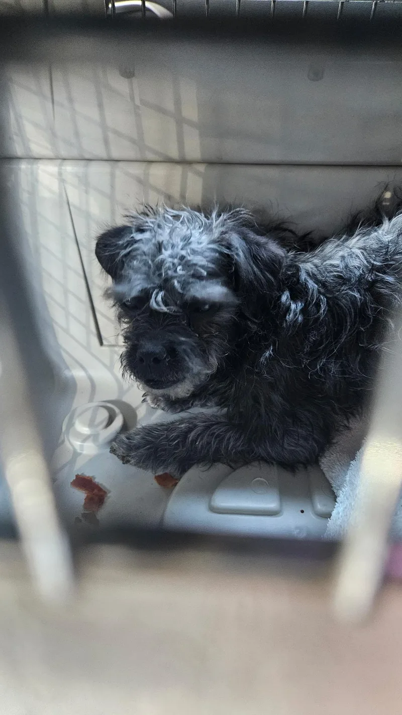 A young small-sized female Gray / Blue / Silver Terrier dog named Luce for adoption in Las Vegas, NV