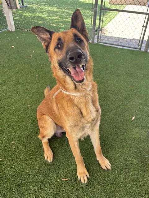 Taz