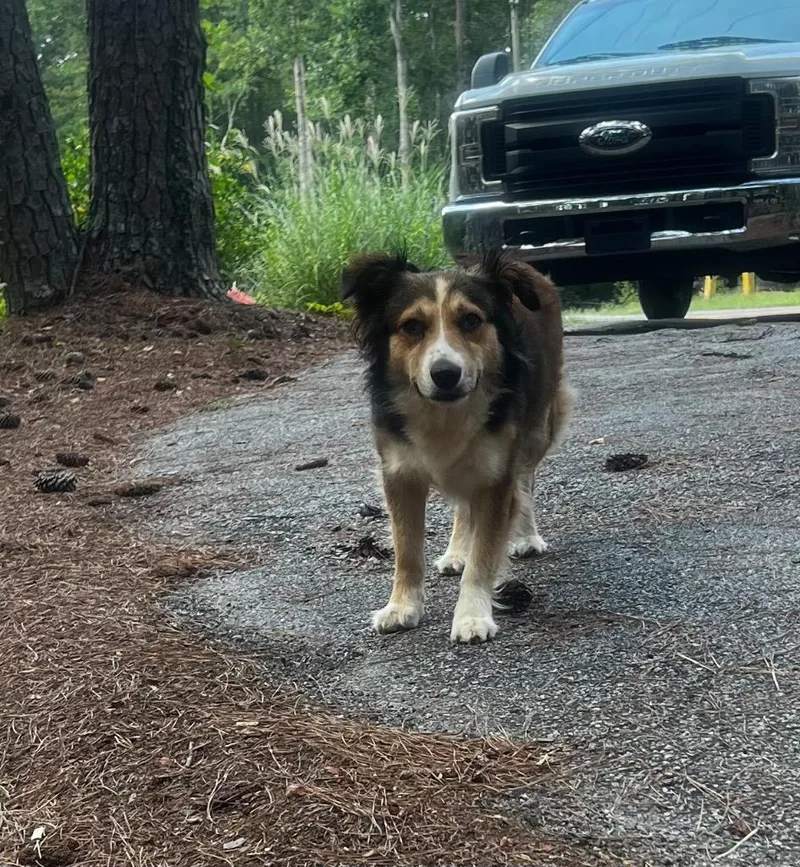 A young medium-sized female Mixed Breed dog named Ray for adoption in Douglasville, GA