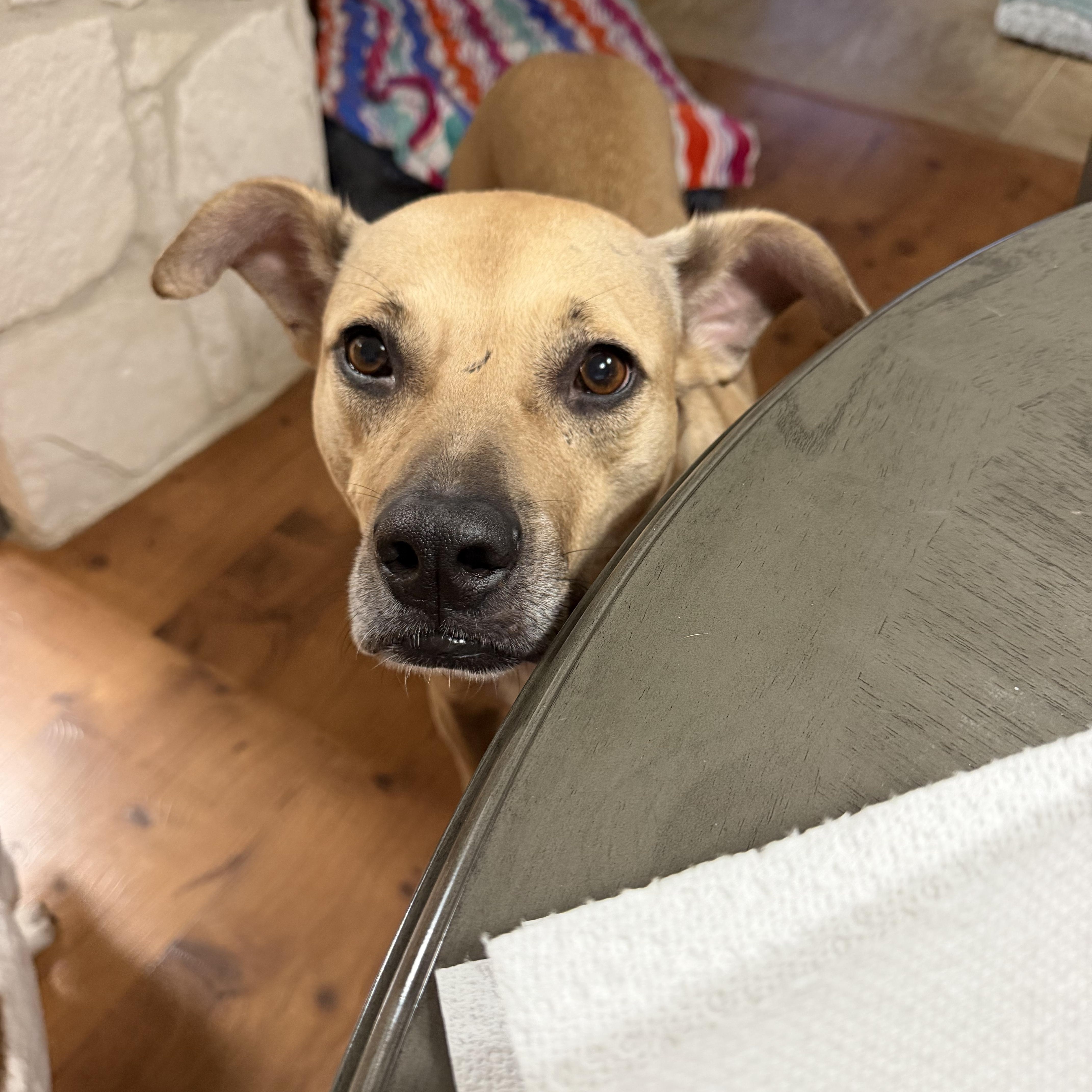 A young large-sized male Black Mouth Cur dog named Goose for adoption in Mico, TX