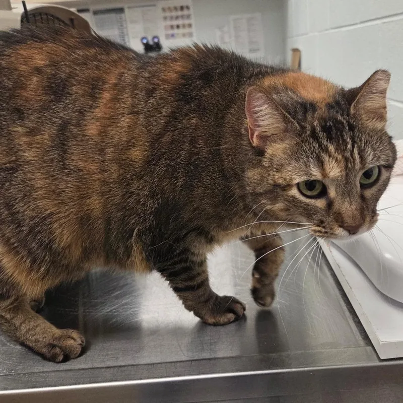 An adult large-sized female Black Domestic Short Hair cat named Rambling Rosie for adoption in Chattanooga, TN