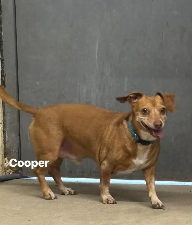 A senior small-sized male Chiweenie dog named Cooper for adoption in Glenpool, OK