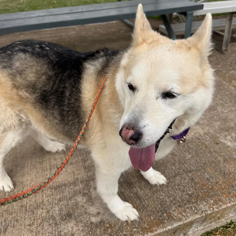 A senior medium-sized male White / Cream Husky dog named Stormy Weather for adoption in Austin, TX