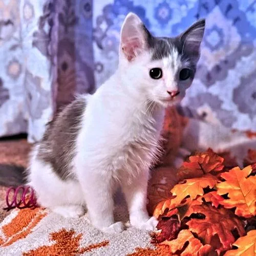 A baby medium-sized male Domestic Short Hair cat named Patrick for adoption in Rutherfordton, NC