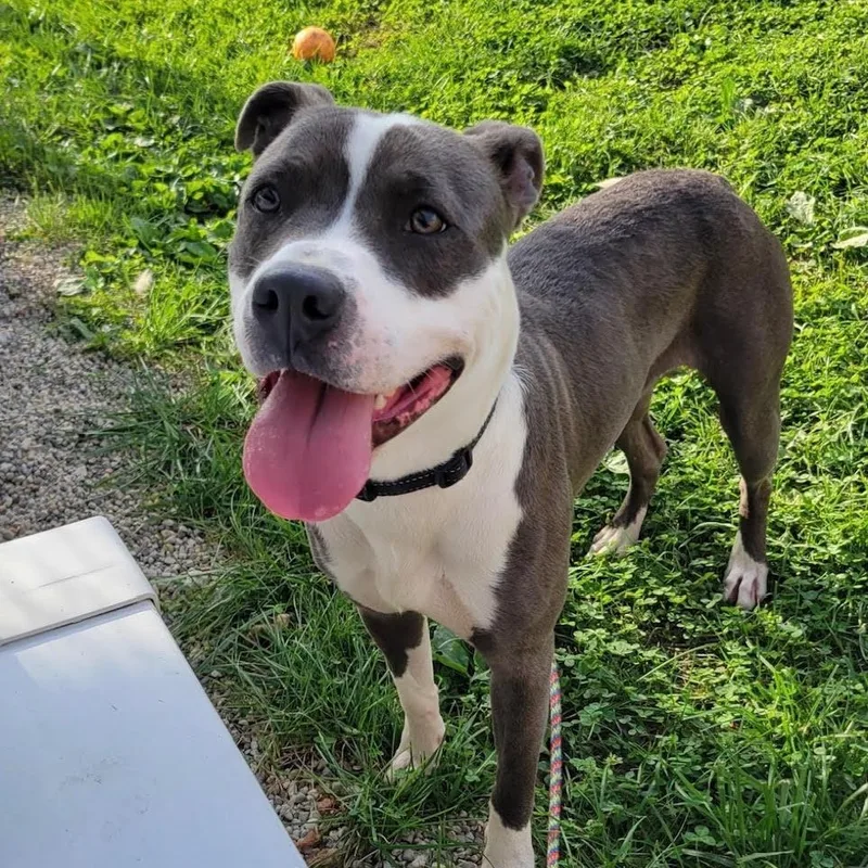 An adult large-sized male Terrier dog named Hawk for adoption in West Jefferson, OH