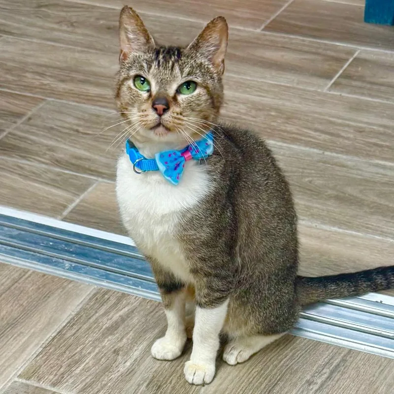 A young medium-sized male Brown / Chocolate Domestic Short Hair cat named Turbo for adoption in Lakeland, FL