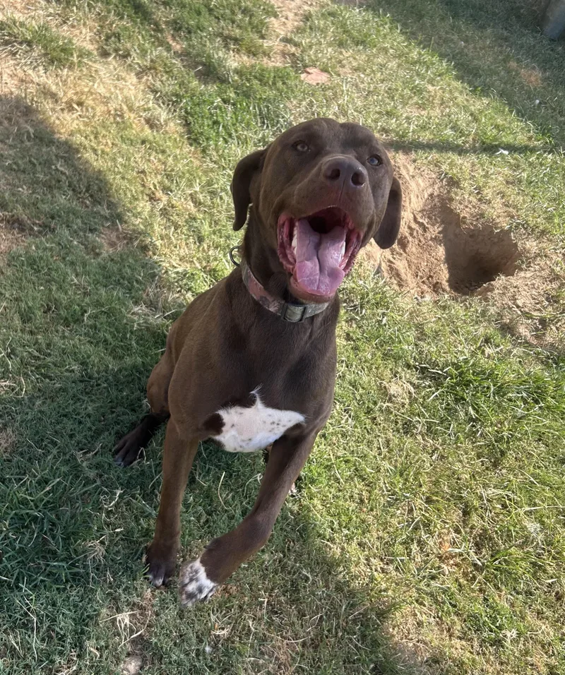 An adult medium-sized male Brown / Chocolate Chocolate Labrador Retriever dog named Chop for adoption in Siloam Springs, AR