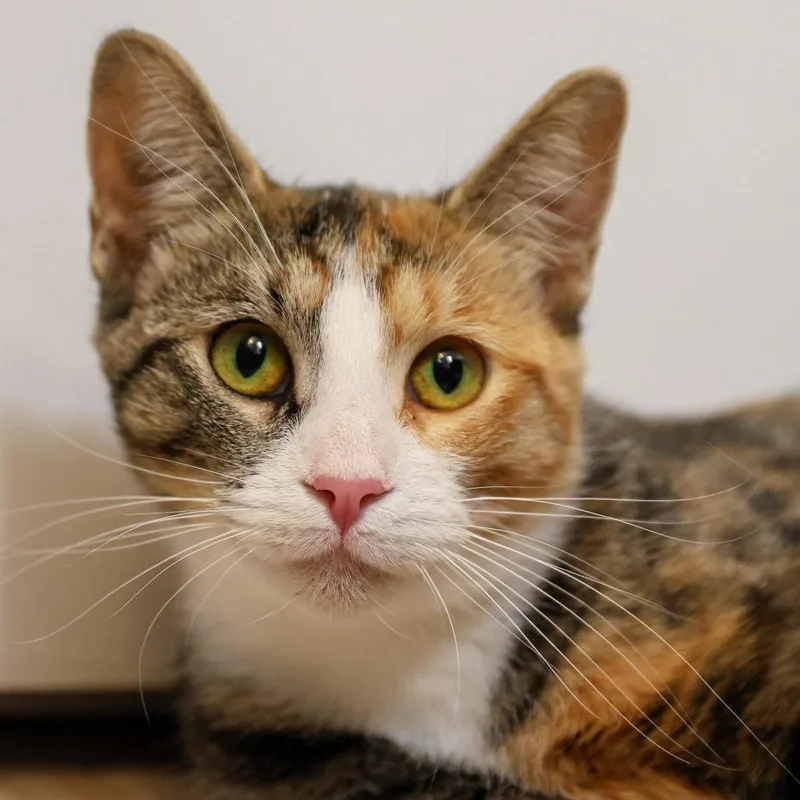 An adult small-sized female Calico Domestic Short Hair cat named Buttercup for adoption in Long Beach, CA