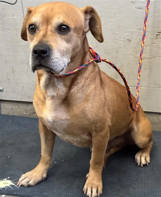 An adult small-sized male Beagle dog named Benson for adoption in Camarillo, CA