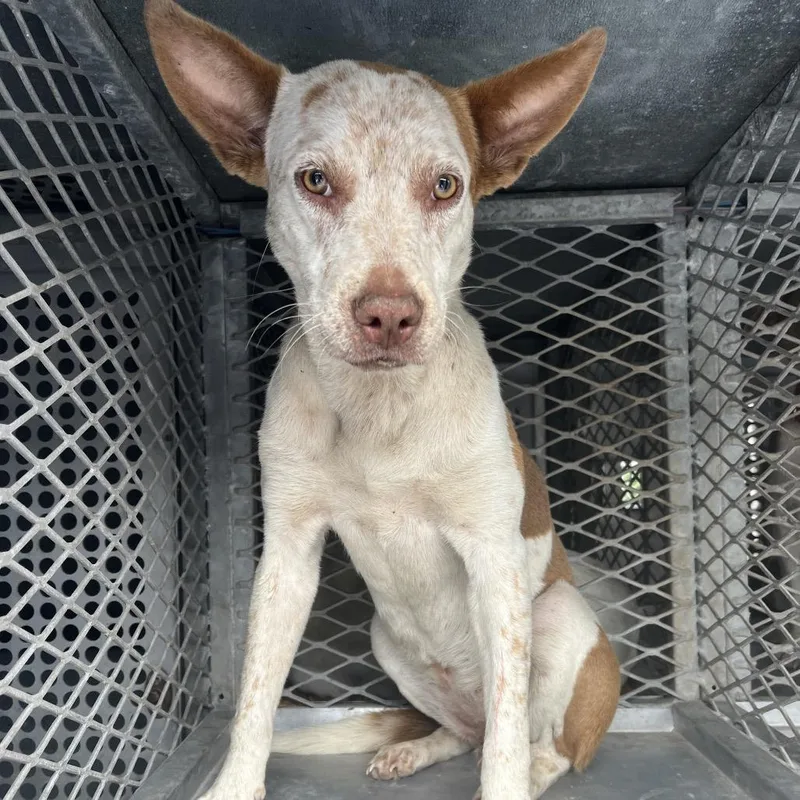 An adult medium-sized female White / Cream Cattle Dog dog named Sangria for adoption in Edinburg, TX