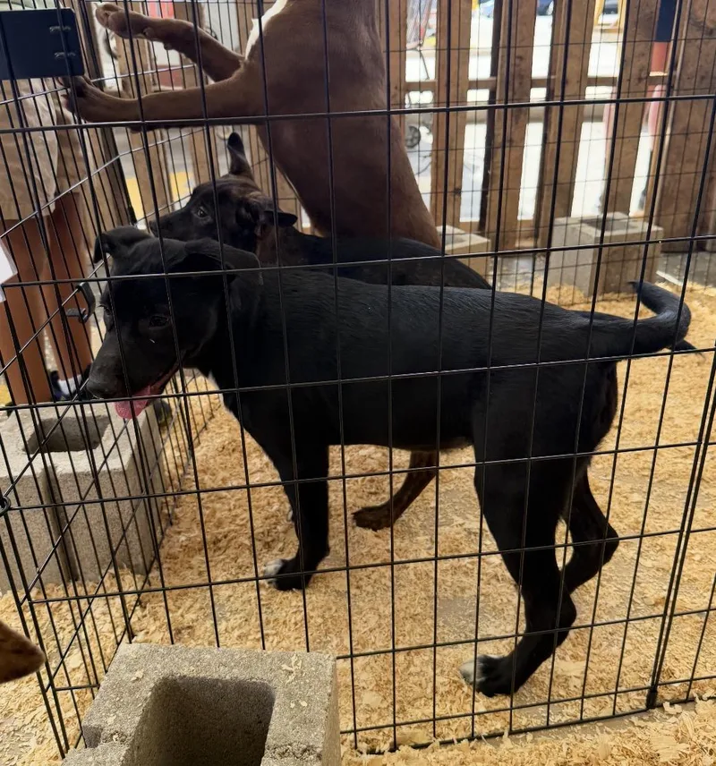 A baby medium-sized female Black Labrador Retriever dog named Vera for adoption in Wonder Lake, IL
