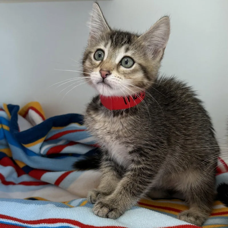 A baby small-sized female Brown / Chocolate Domestic Short Hair cat named Mary for adoption in Oakland, CA
