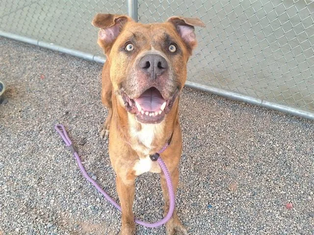 An adult large-sized male Pit Bull Terrier dog named Sploot Mcgoo for adoption in Mesa, AZ