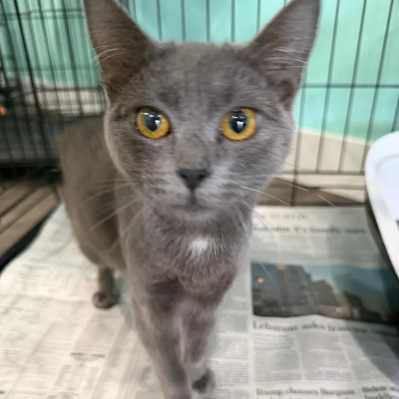 A young medium-sized female Gray / Blue / Silver Domestic Short Hair cat named Margot for adoption in Silver Spring, MD