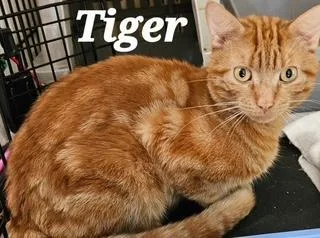 An adult large-sized male Domestic Short Hair cat named Tiger for adoption in Middletown, CT