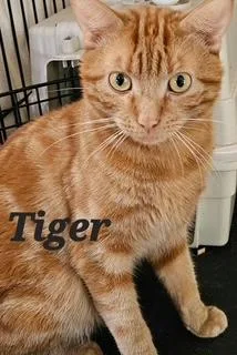 Tiger thumbnail 2
