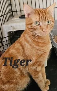 Tiger thumbnail 3