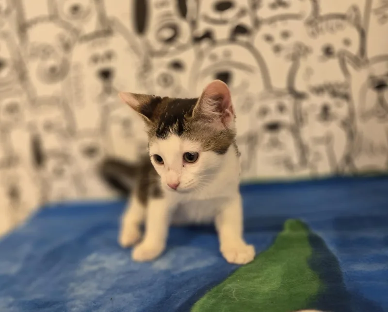 A baby small-sized male Domestic Short Hair cat named Robin for adoption in San Pedro, CA