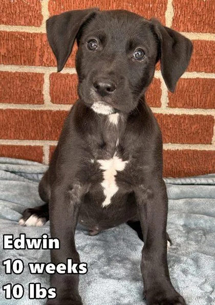 A young medium-sized male Retriever dog named Edwin for adoption in Buffalo, MN