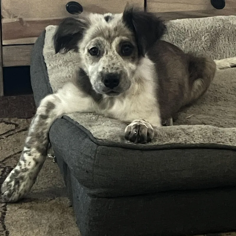 A young medium-sized male Australian Cattle Dog / Blue Heeler dog named Preston for adoption in Hempstead, NY
