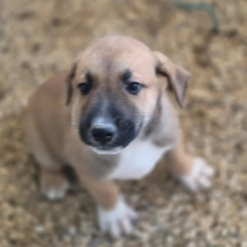 A baby medium-sized male Sable German Shepherd Dog dog named Archie JuM for adoption in Austin, TX