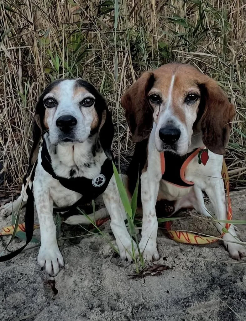 Shiloh St Marys thumbnail 2