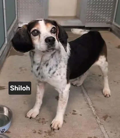 Shiloh St Marys thumbnail 3