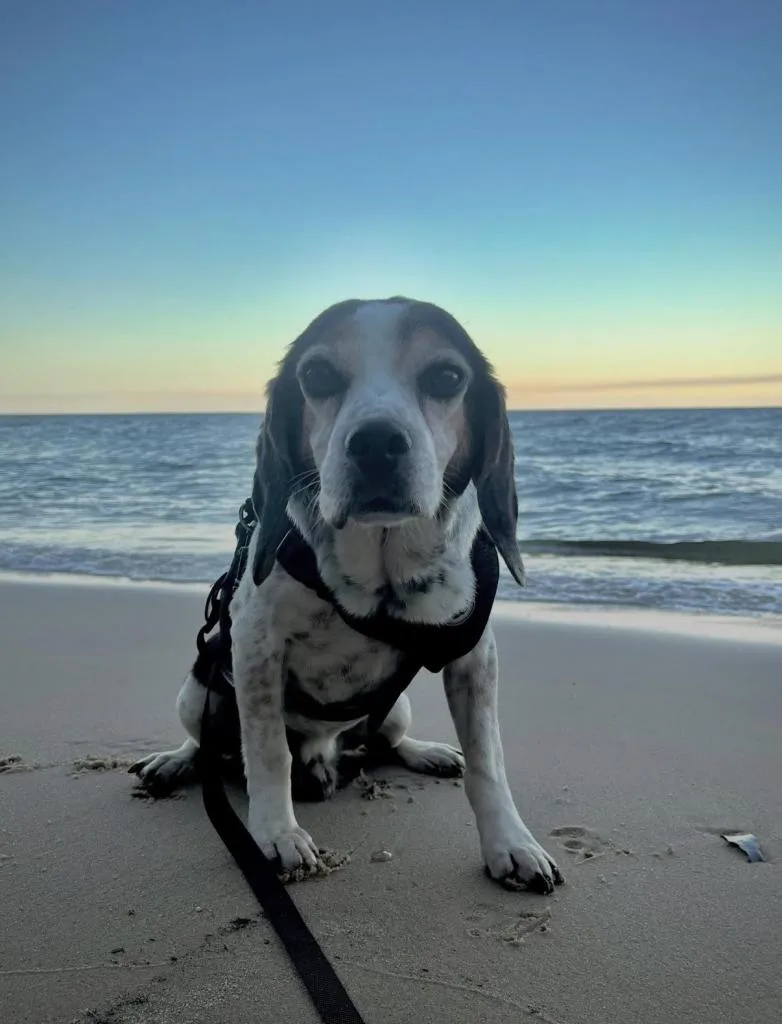 Shiloh St Marys thumbnail 5