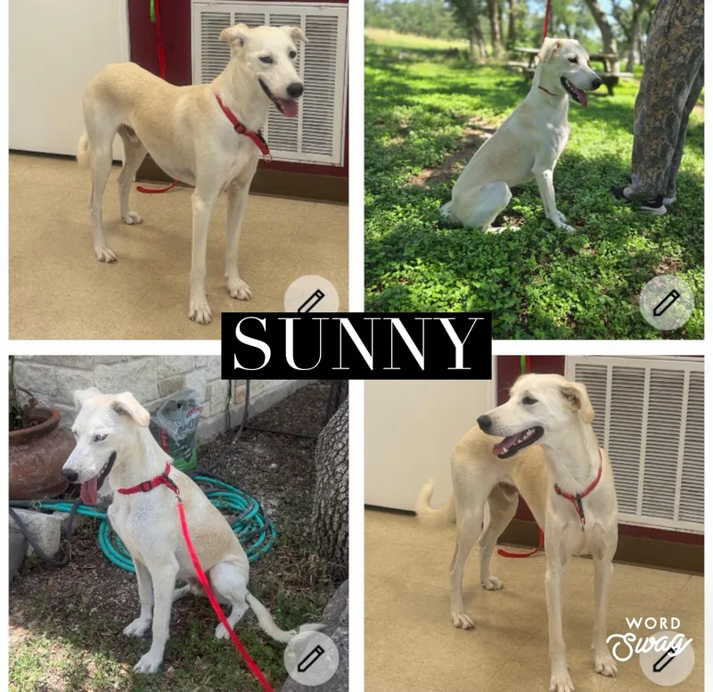 An adult medium-sized male Saluki dog named Sunny the sighthound blend for adoption in canyon lake, TX