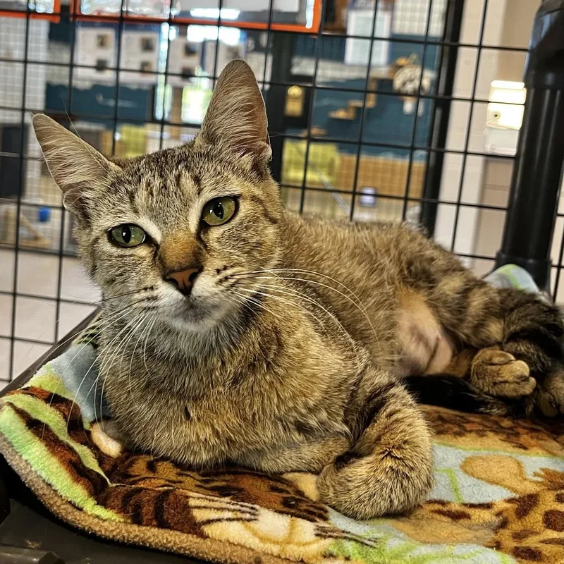 An adult medium-sized female Brown / Chocolate Domestic Short Hair cat named Mia for adoption in Englewood, FL