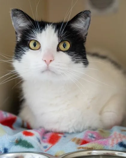 An adult medium-sized female Domestic Short Hair cat named Saki for adoption in Pequot Lakes, MN