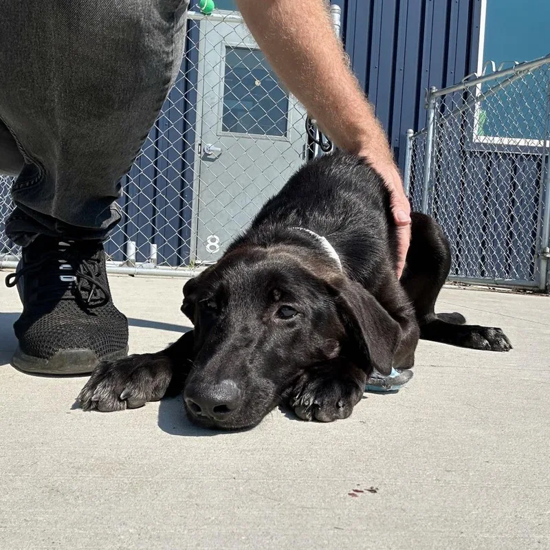 Hank thumbnail 3