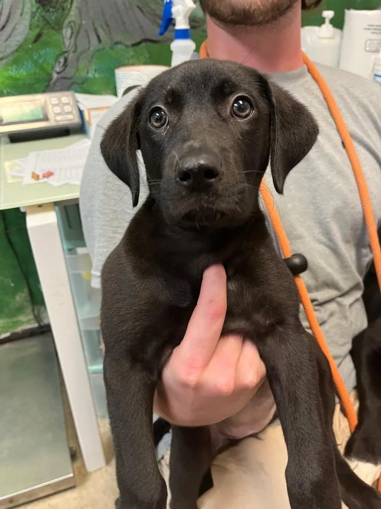 A baby medium-sized female Labrador Retriever dog named Beaver Nugget for adoption in New Braunfels, TX