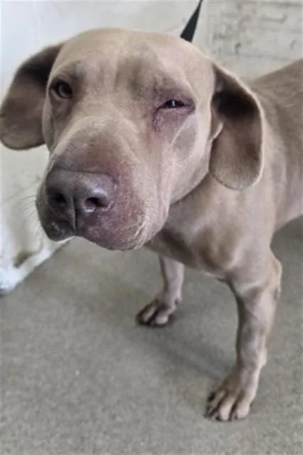 An adult medium-sized female Pit Bull Terrier dog named Kenna for adoption in San Bernardino, CA