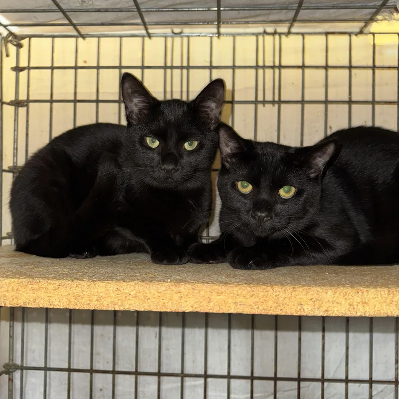A young medium-sized male Black Domestic Short Hair cat named Jett for adoption in Memphis, TN