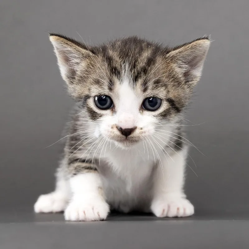 A baby small-sized male Domestic Short Hair cat named Thelma for adoption in Franklin, TN