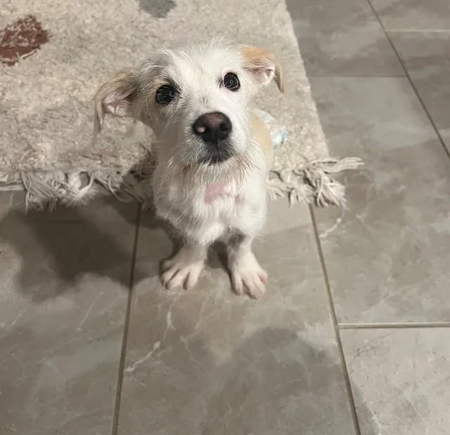 A baby small-sized male Terrier dog named Pomelo for adoption in Tucson, AZ
