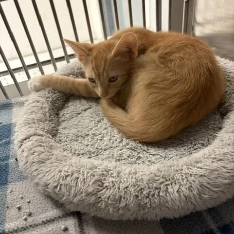 A baby medium-sized male Domestic Short Hair cat named Ferb for adoption in Allen, TX