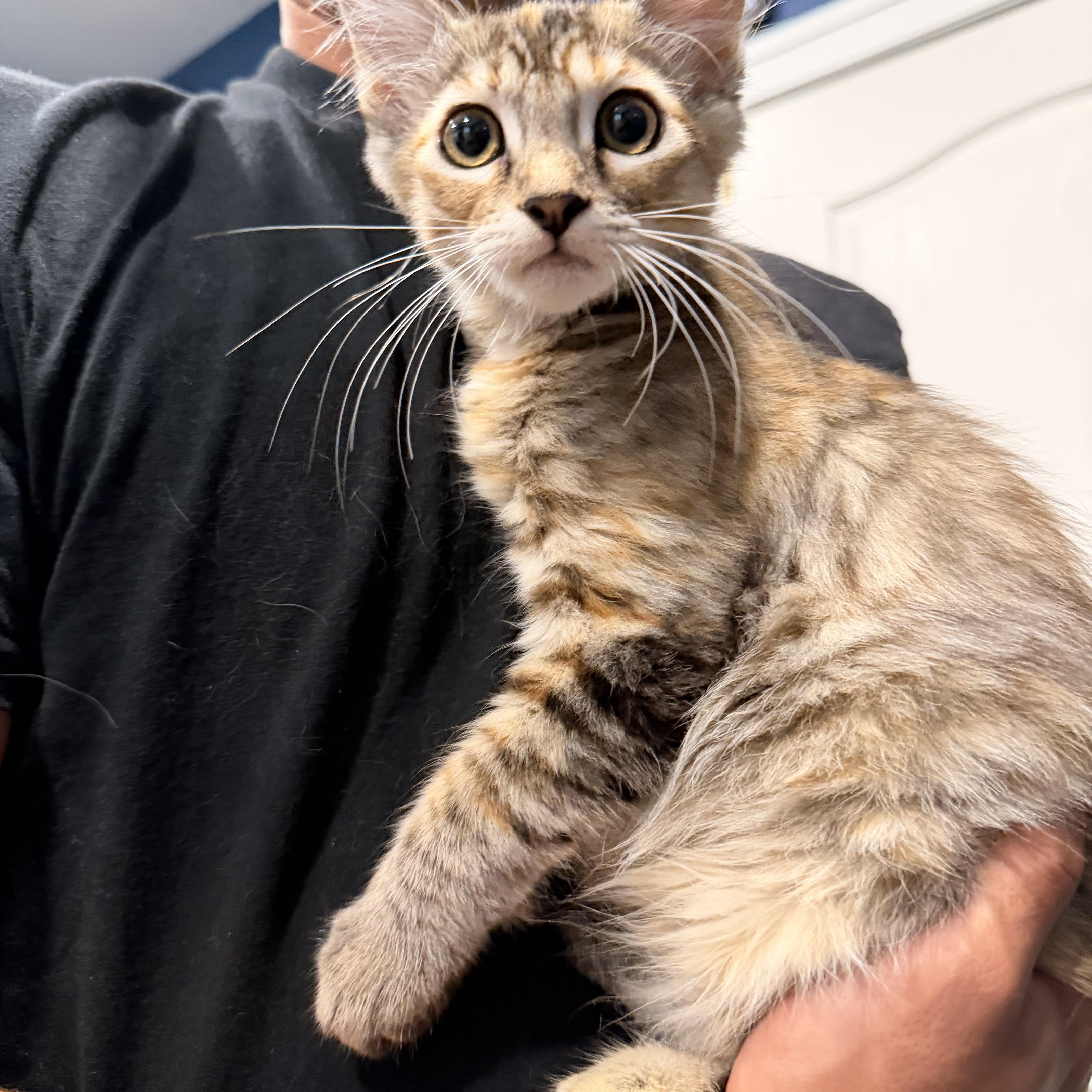 A baby medium-sized female Tabby (Brown / Chocolate) Domestic Long Hair cat named Prada for adoption in Norco, CA