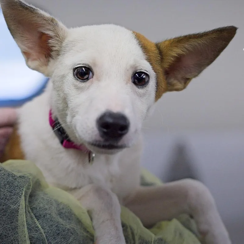A baby small-sized female Yellow / Tan / Blond / Fawn Jack Russell Terrier dog named Trixie for adoption in South Elgin, IL